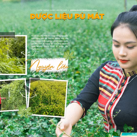 Trà túi lọc an thần Pù Mát