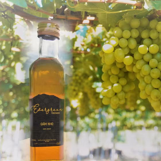 Giấm nho Evergreen Ninh Thuận