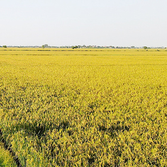 Gạo nếp bắc Quỳnh Thanh