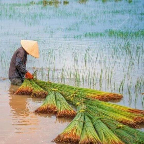 Ống hút cỏ bàng Miền Tây Xanh