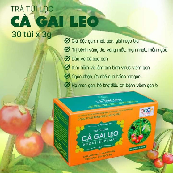 Trà túi lọc Cà gai leo