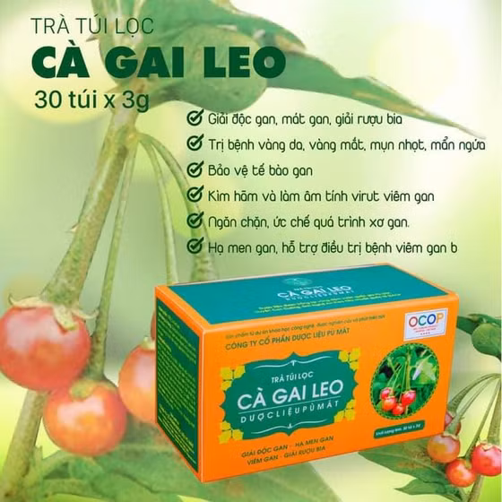 Trà túi lọc Cà gai leo