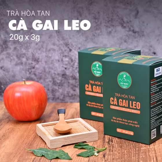 Trà hòa tan cà gai leo Pù Mát