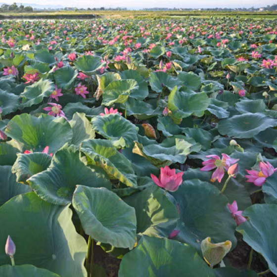 Trà tâm sen Nghệ An