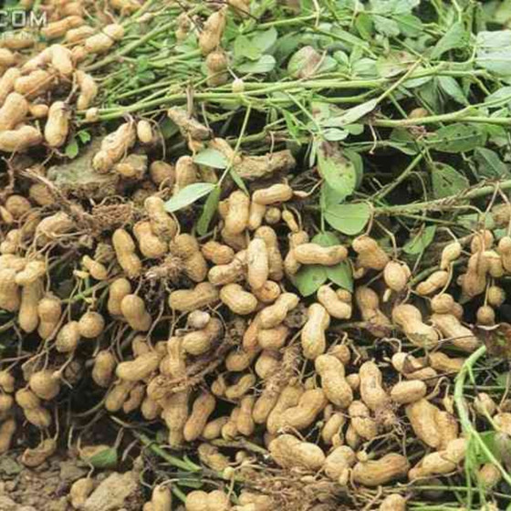 Dầu lạc Tràng An