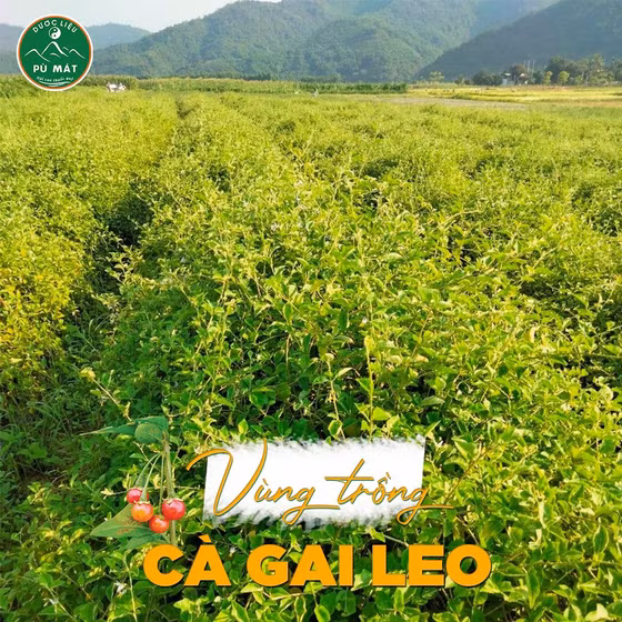 Trà túi lọc Cà gai leo