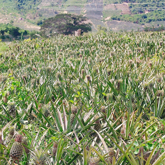 Khóm sấy Đồng Din