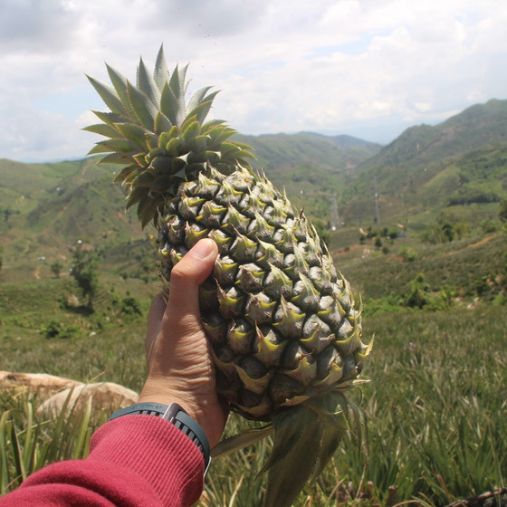 Khóm sấy Đồng Din