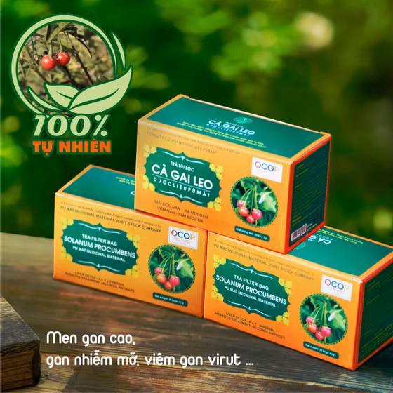 Trà túi lọc Cà gai leo