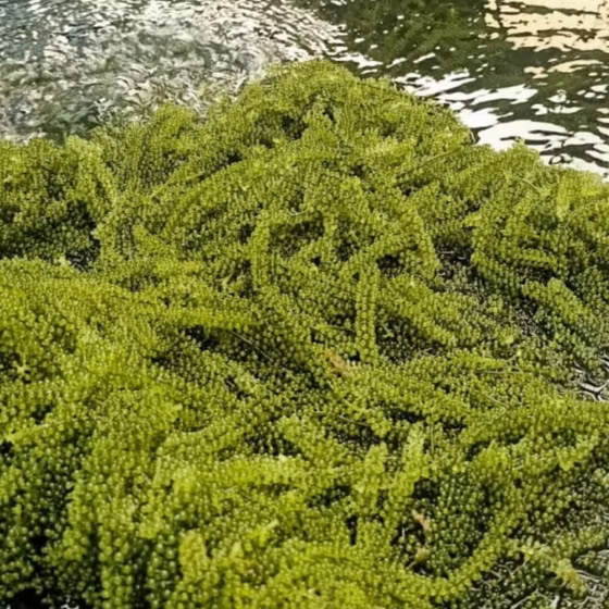 Rong nho tách nước và xốt mè rong nho