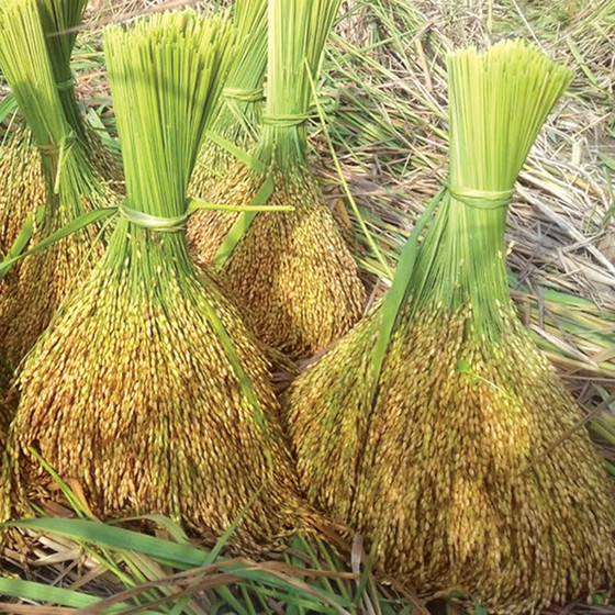 Gạo nếp Gà gáy Mỹ Lung