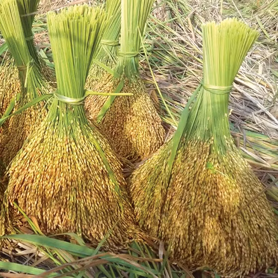 Gạo nếp Gà gáy Mỹ Lung