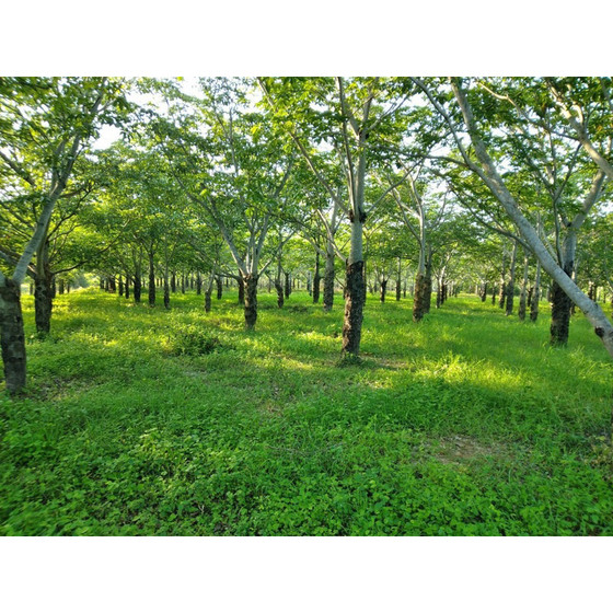 Mủ trôm Dương Thảo