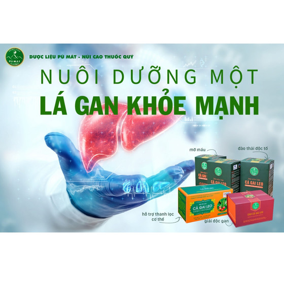 Trà hòa tan cà gai leo Pù Mát