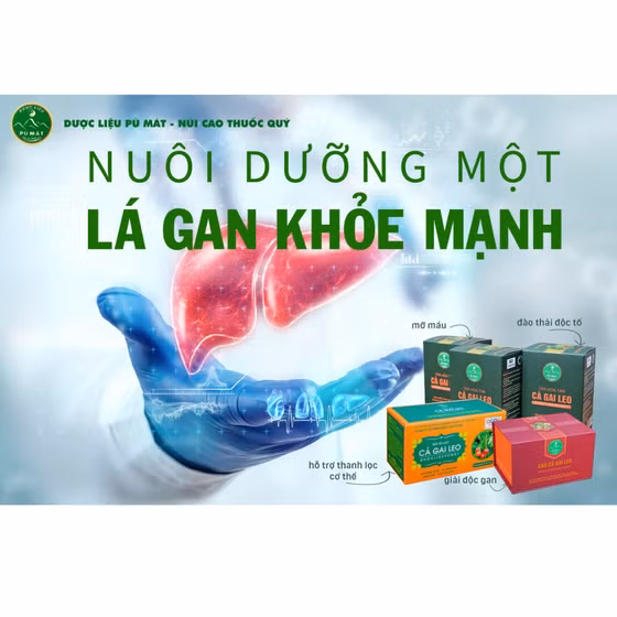 Trà hòa tan cà gai leo Pù Mát