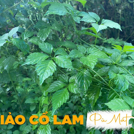 Trà túi lọc giảo cổ lam