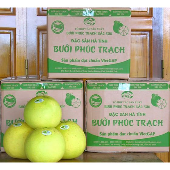 Bưởi Phúc Trạch Bắc Sơn