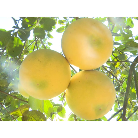 Bưởi Phúc Trạch Bắc Sơn