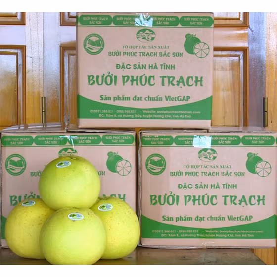 Bưởi Phúc Trạch Bắc Sơn