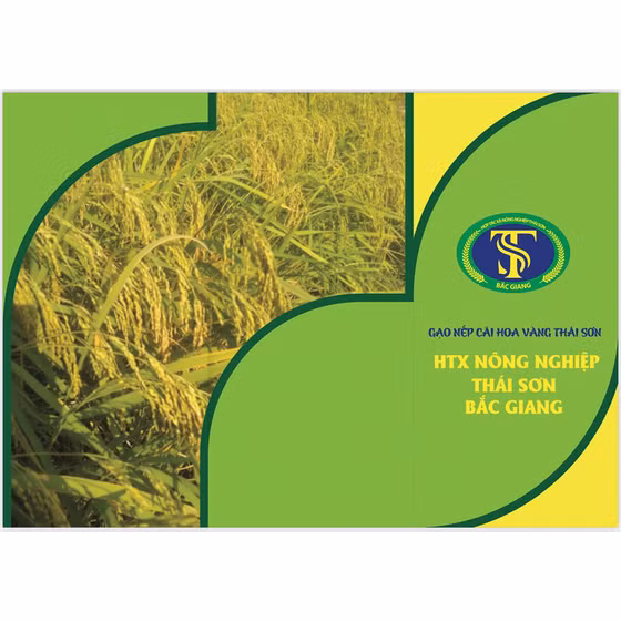 Gạo nếp cái hoa vàng Thái Sơn