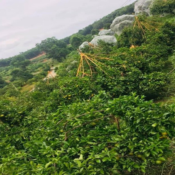 Cam Khe Mây Long Nhâm