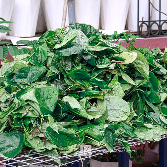 Hydrosol lá trầu không bạc hà