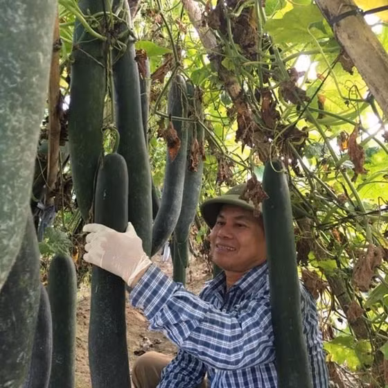 Bí xanh ruột đặc Tượng Sơn