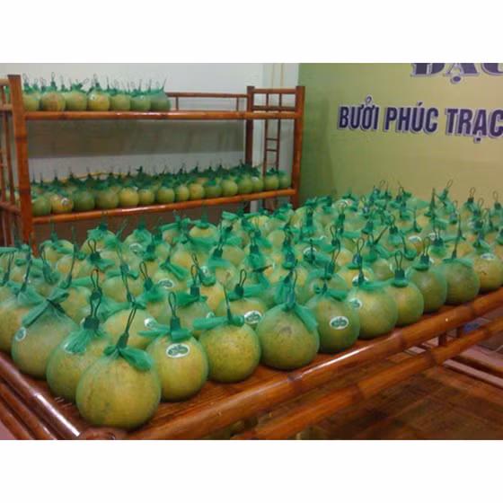 Bưởi Phúc Trạch Bắc Sơn