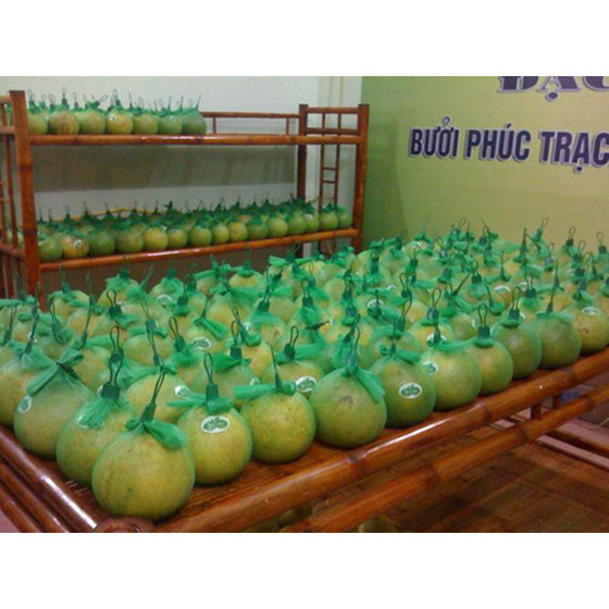 Bưởi Phúc Trạch Bắc Sơn
