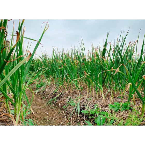 Bột tỏi An Thịnh bà Lý