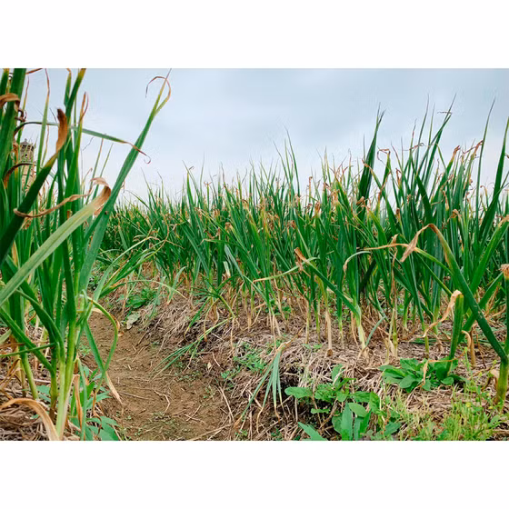 Bột tỏi An Thịnh bà Lý