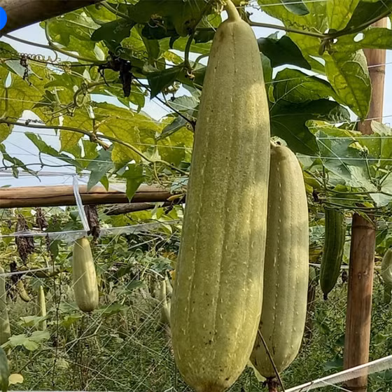 Cây rửa ly bốn cánh