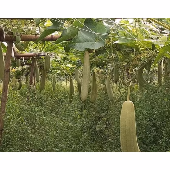 Dép-tông xơ mướp