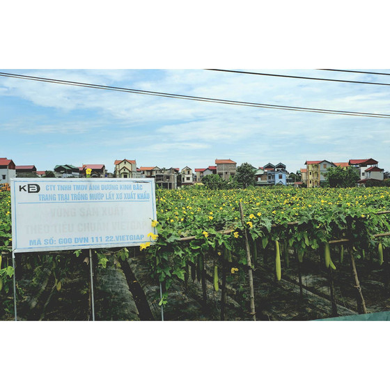 Đai kỳ lưng xơ mướp