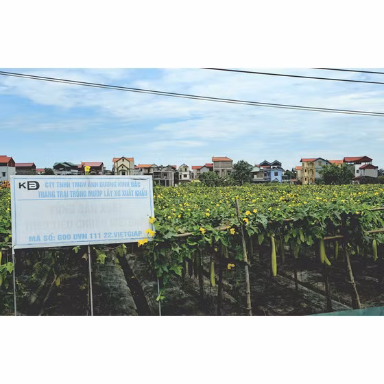 Đai kỳ lưng xơ mướp