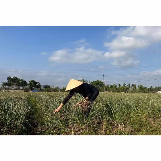 Tỏi đen An Thịnh