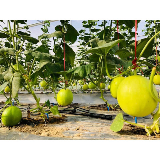 Dưa lưới Bắc Sơn