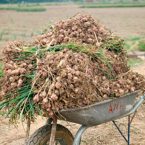 Tỏi cắt lát sấy khô bà Lý