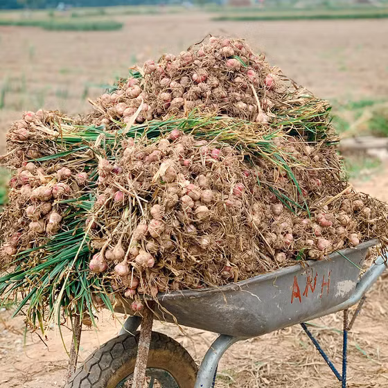 Bột tỏi An Thịnh bà Lý