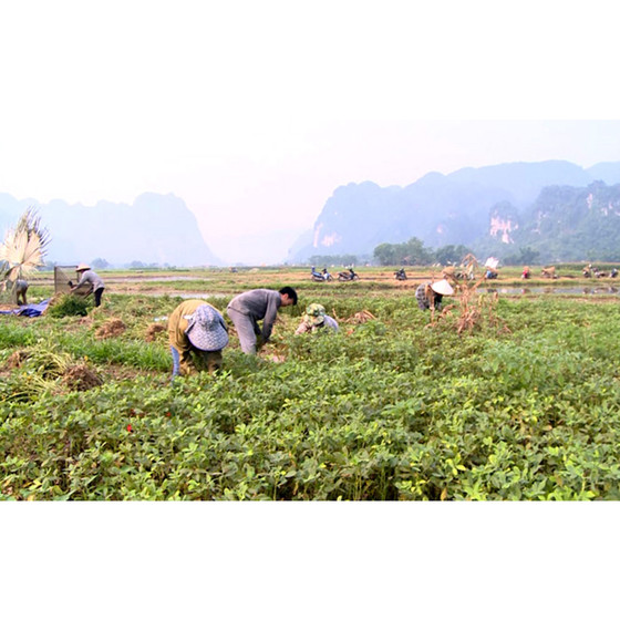 Dầu lạc Thổ Bình