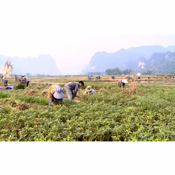 Dầu lạc Thổ Bình