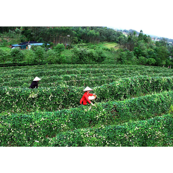 Trà hoa sâm núi Dành