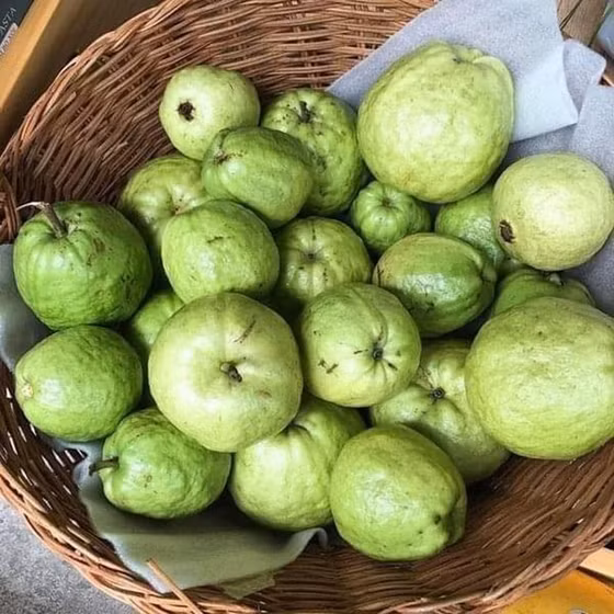 Ổi Đồng Nga