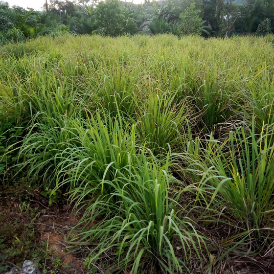 Tinh dầu trện Bảo Tuân