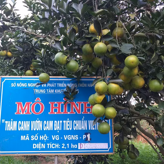 Cam Khe Giao Ngọc Sơn