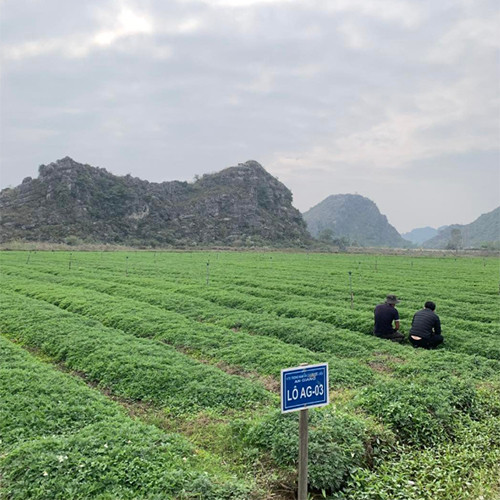 Bột ngải cứu ngâm chân