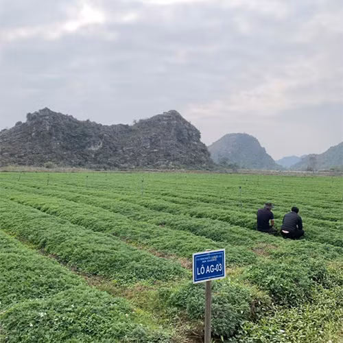 Bột ngải cứu ngâm chân