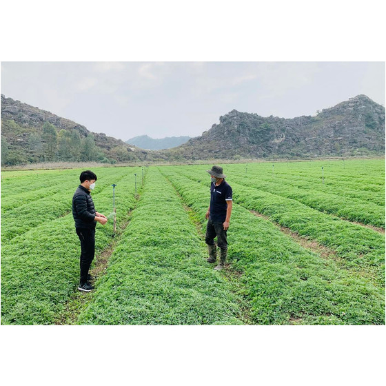 Bột ngải cứu ngâm chân