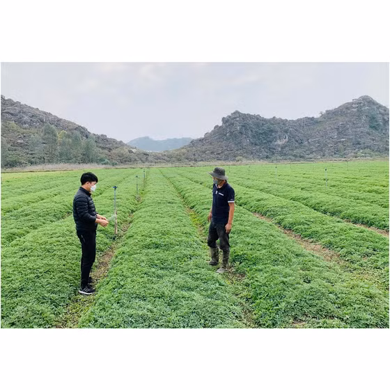 Bột ngải cứu ngâm chân