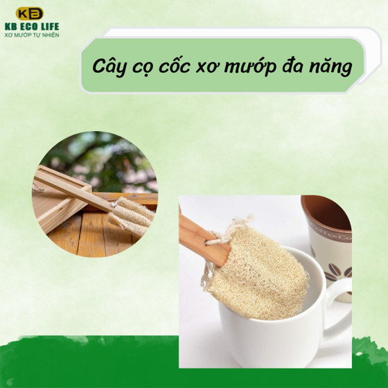 Cây rửa ly bốn cánh